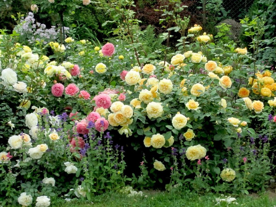 Роза английская Тизинг Джорджия