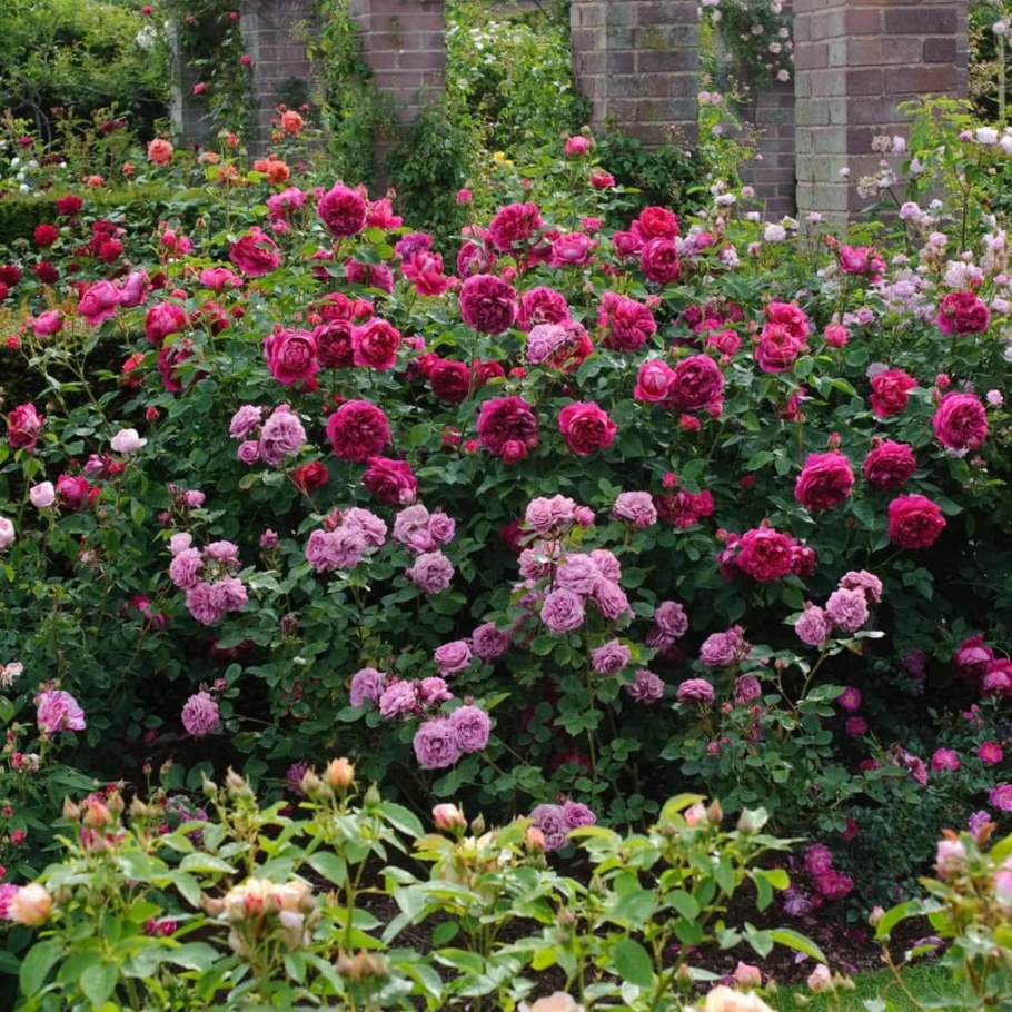 Роза Дэвида Остина леди оф Меггинч