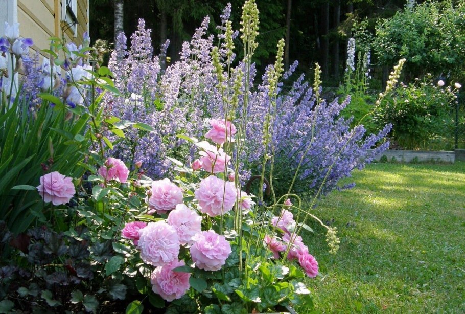 Котовник Фассена с розами