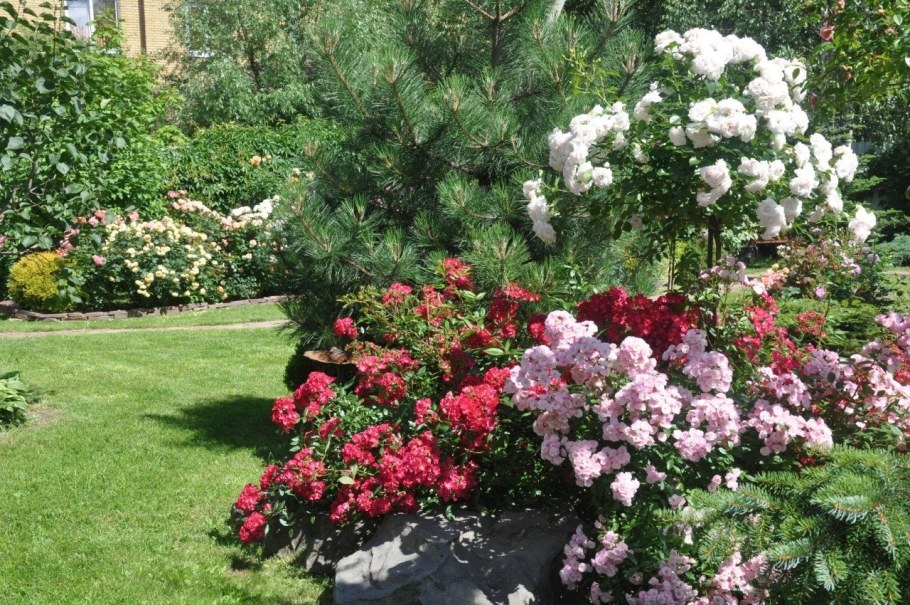 Штамбовая роза Динки