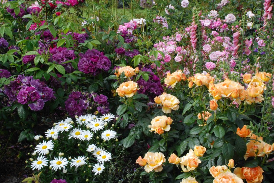 Бордюрные розы (флорибунда)