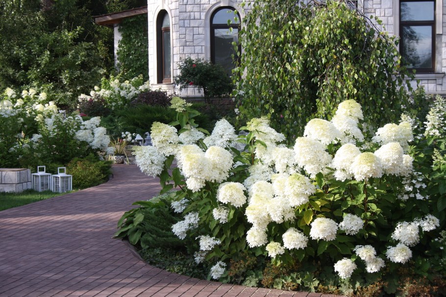 Гортензия Phantom