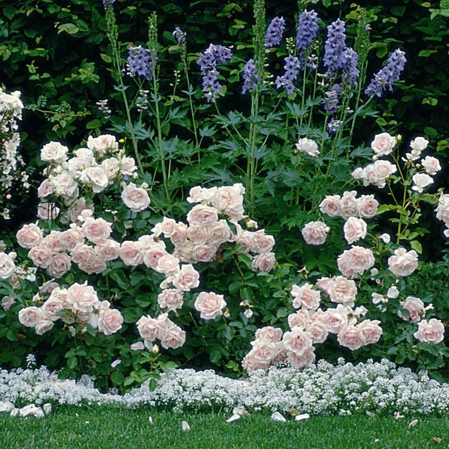 Розарий почвопокровные розы