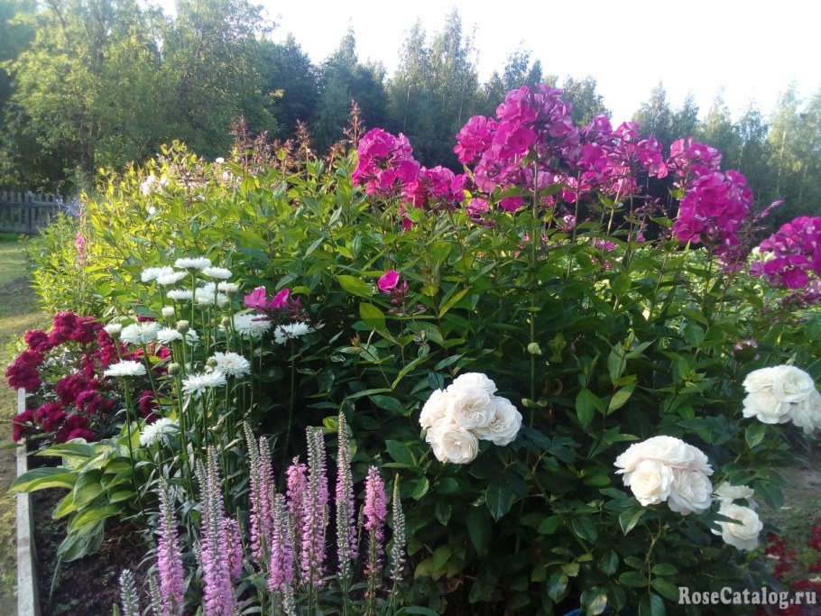 Роза Буке Парфэ энциклопедия роз