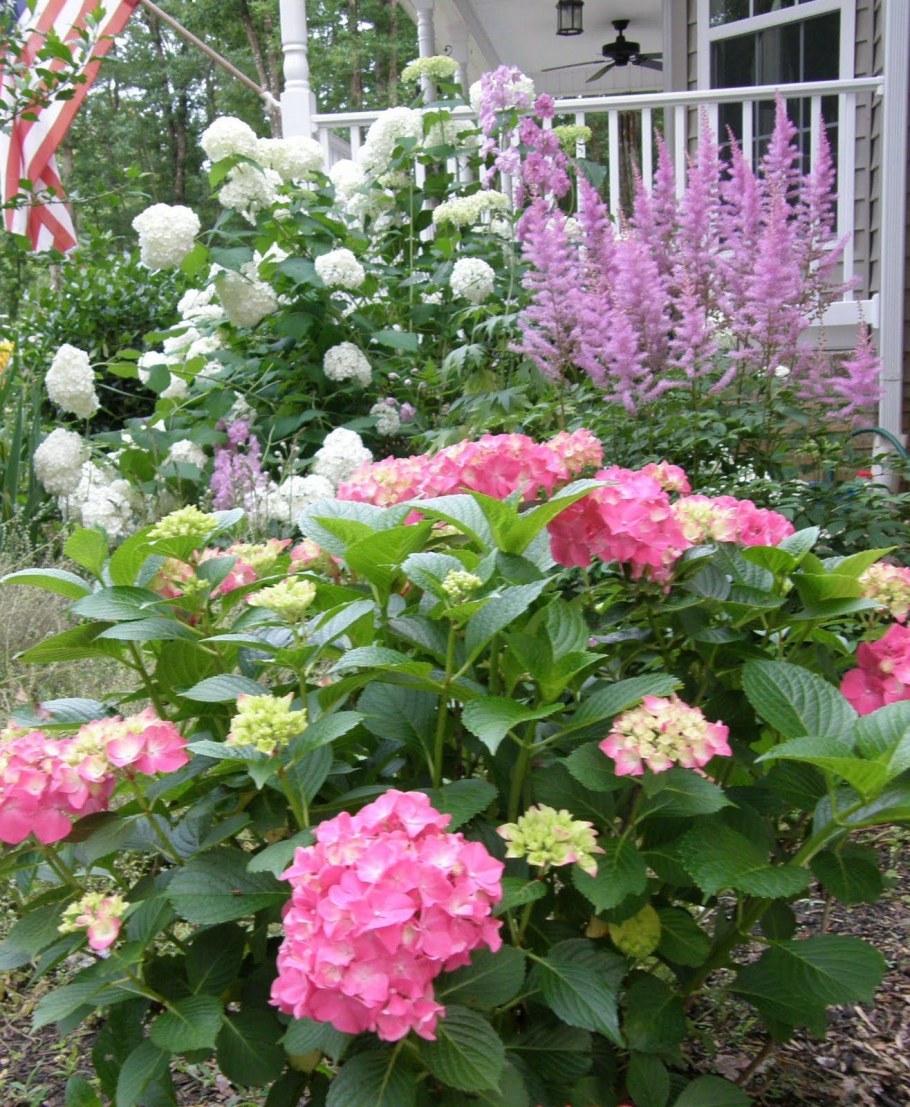 Клумба с гортензией метельчатой