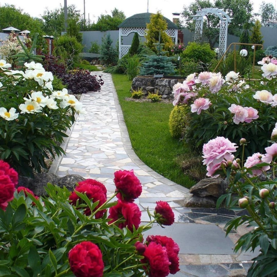 Пион Бартзелла в ландшафтном