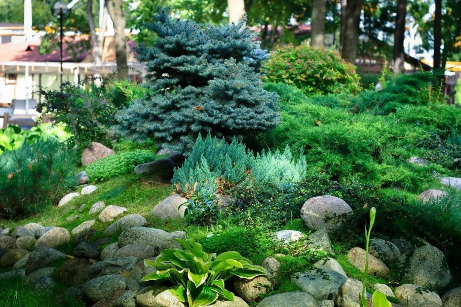 Можжевельник казацкий альпинарий