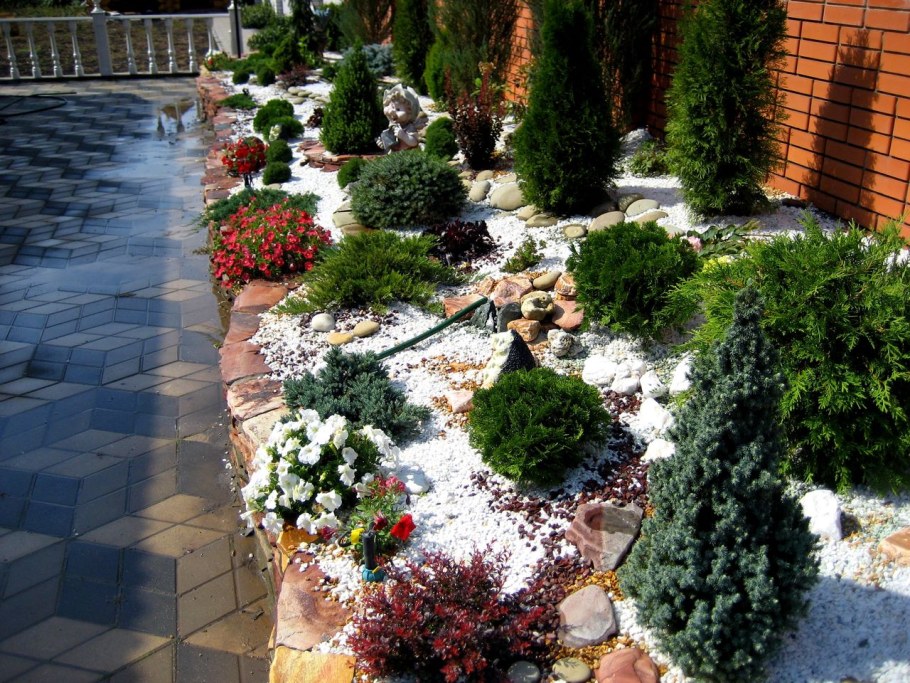 Туя Даника на клумбе