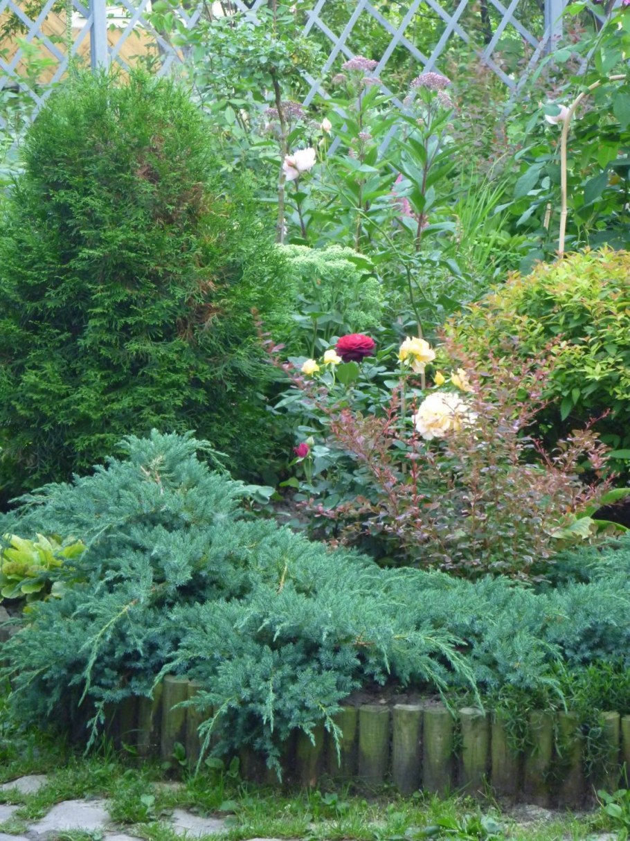 Миксбордер туя гортензия Барбарис можжевельник