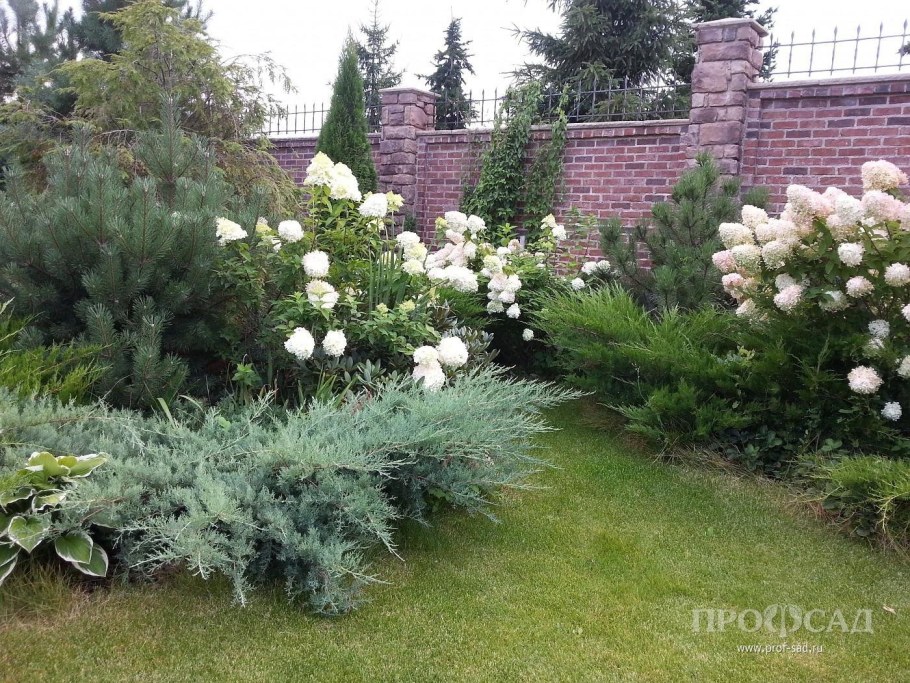 Миксбордер с гортензией розой пионом