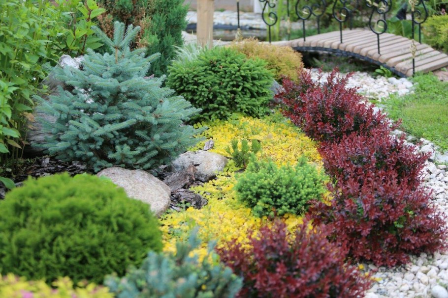 Миксбордер туя Барбарис