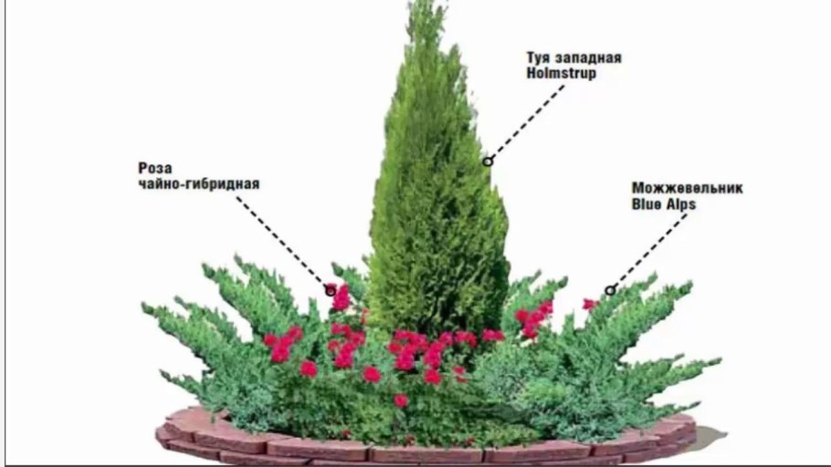 Можжевельник спирея Барбарис клумба