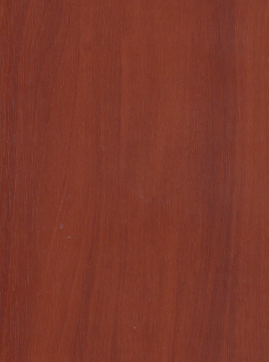 Цвет яблоня локарно