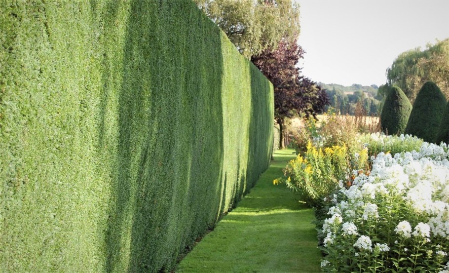 Аристолохия Живая изгородь