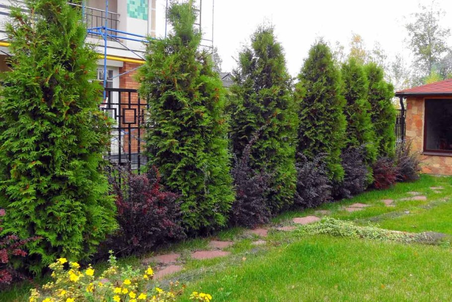 Забор из туи Брабант