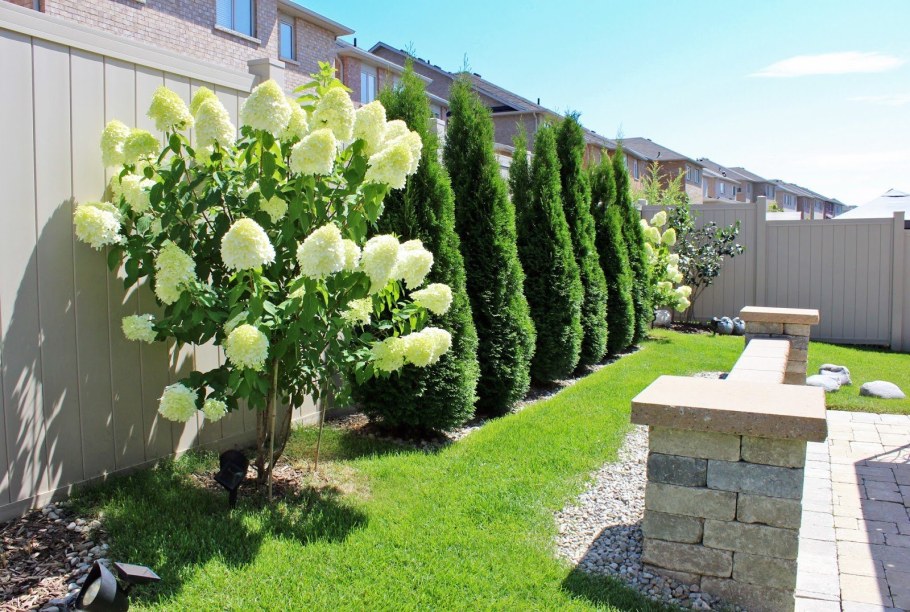 Гортензия Лаймлайт изгородь