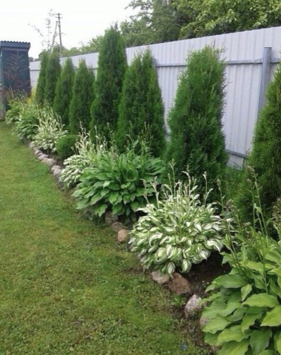 Миксбордер с туями и гортензиями и Хоста