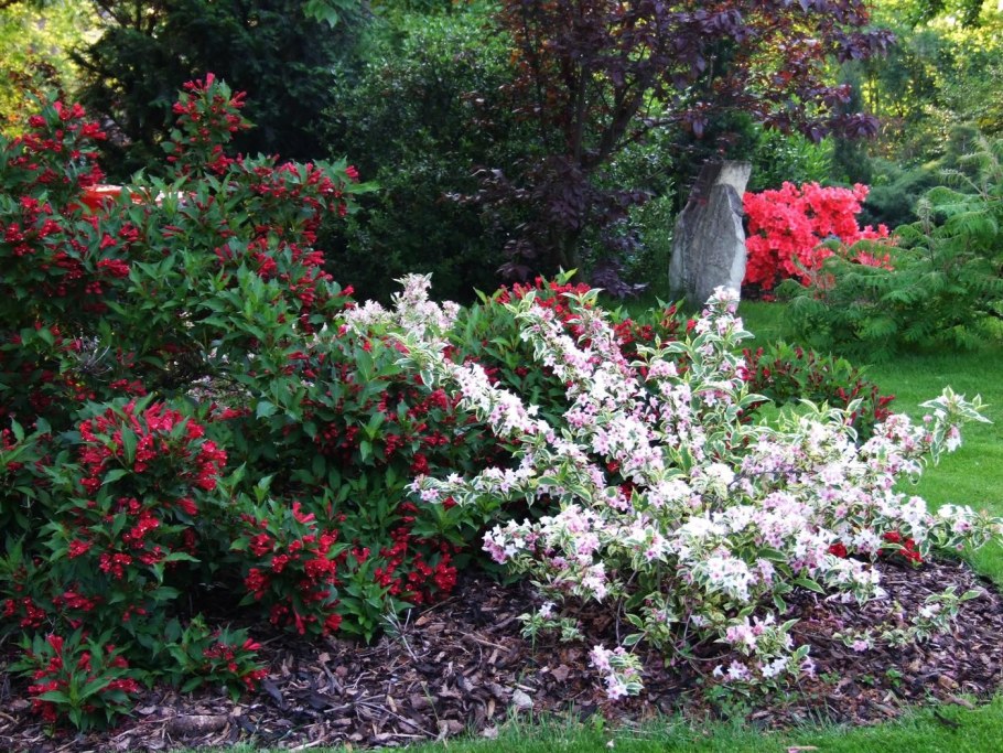 Вейгела Цветущая Нана Вариегата