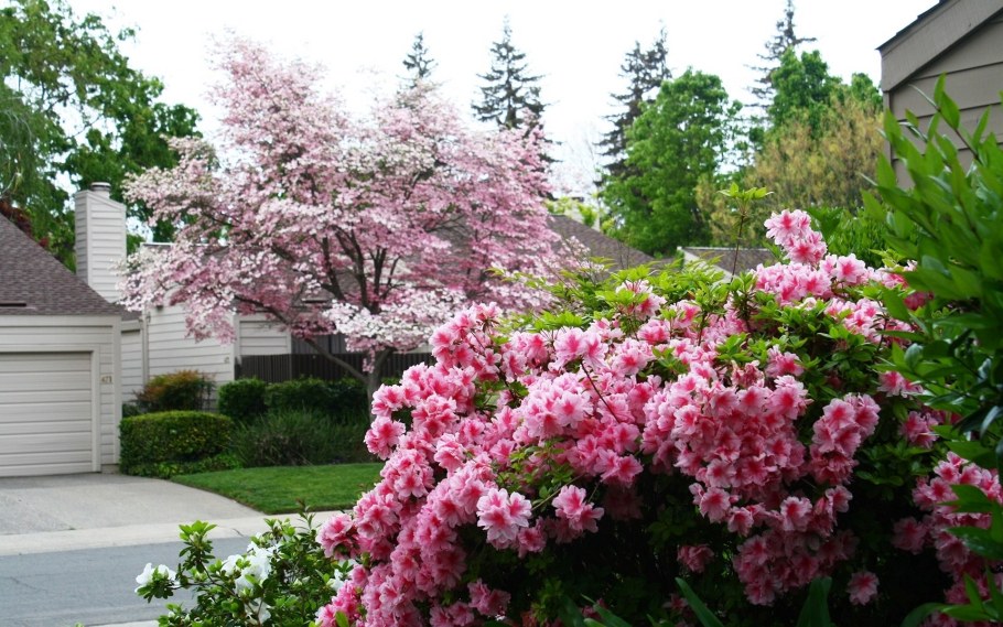 Вейгела Минуэт