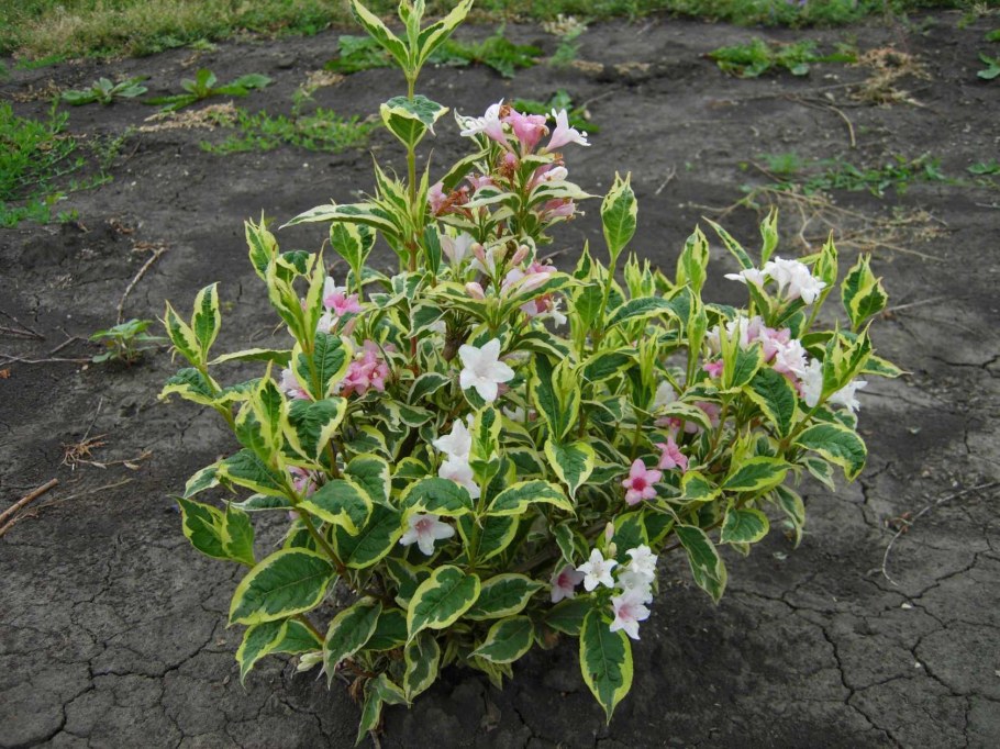 Вейгела Олимпик Флейм