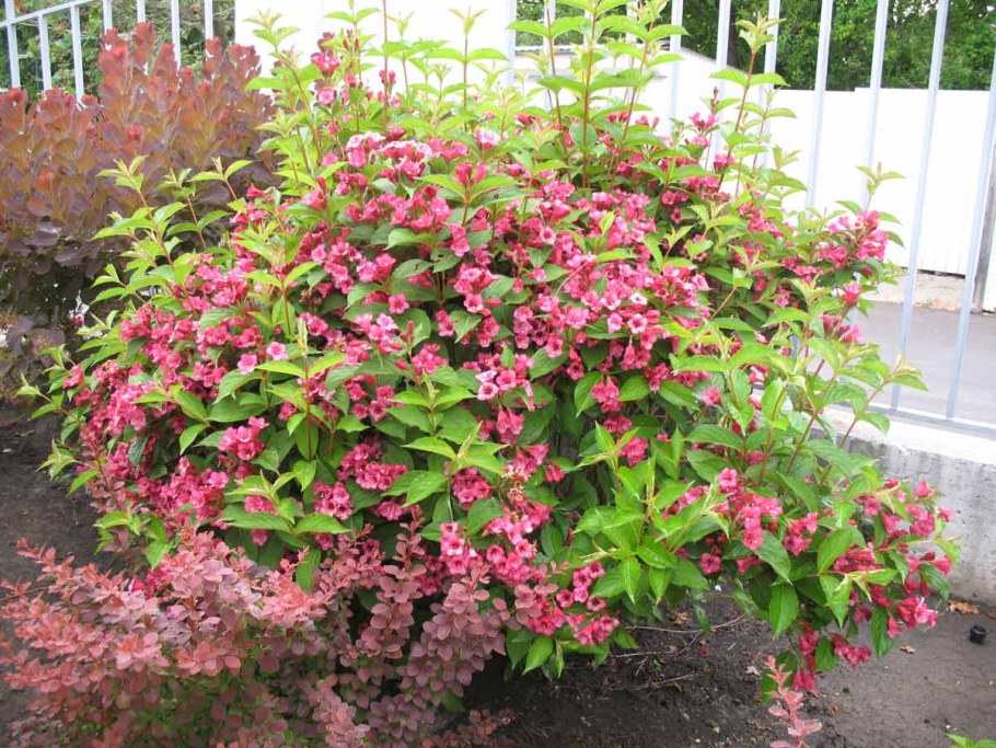 Вейгела гибридная Лоймансей Ауреа