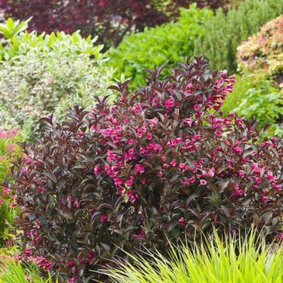 Вейгела ева Ратке куст