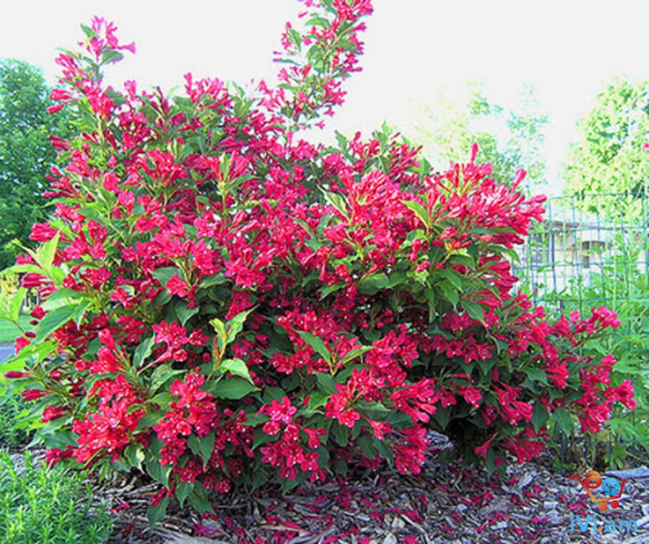 Вейгела Newport Red