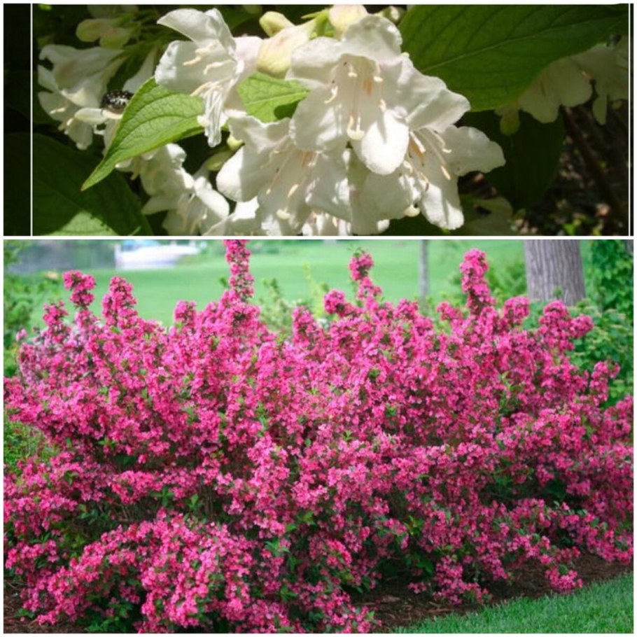 Вейгела спирея форзиция