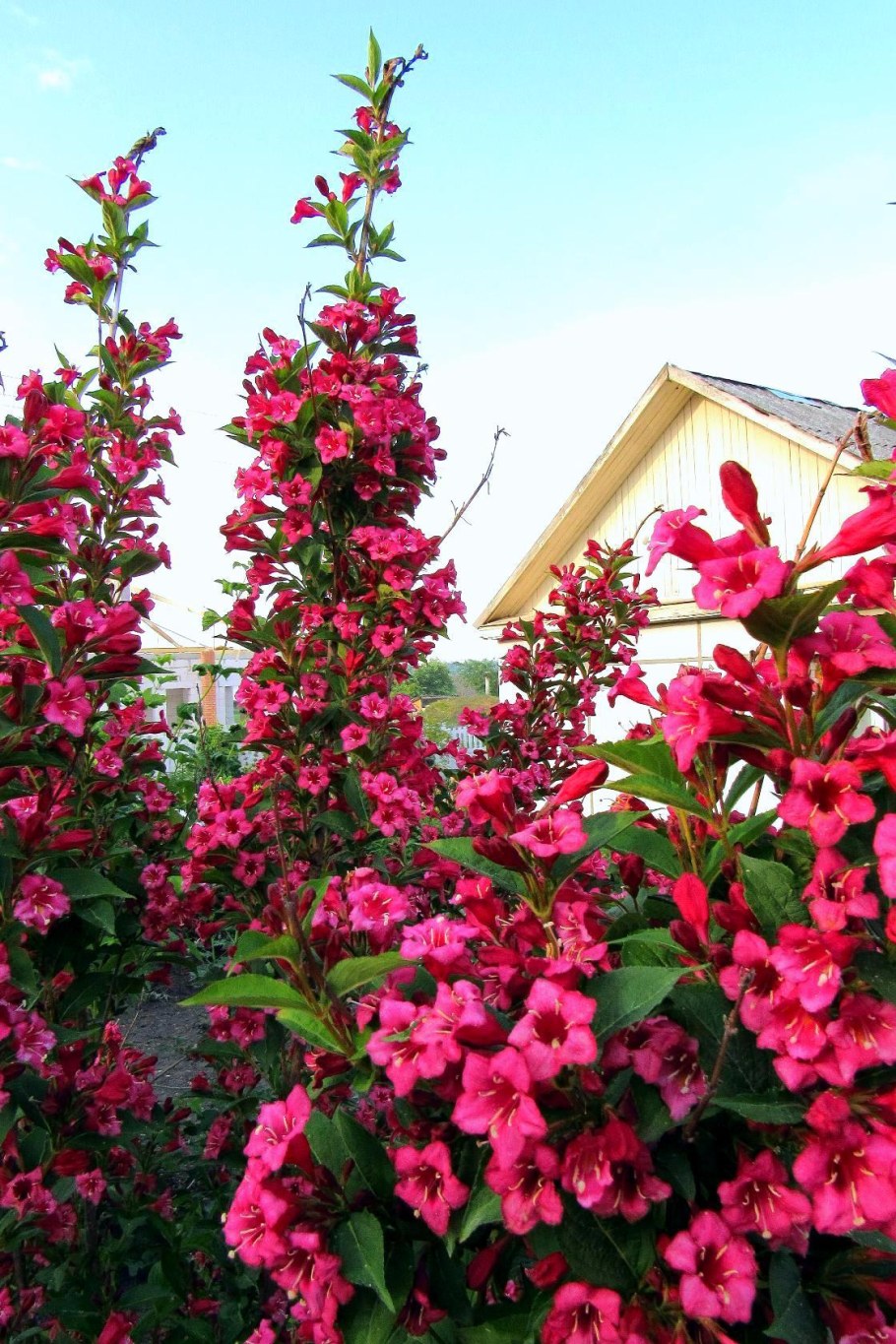 Вейгела кустарник