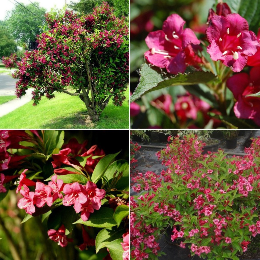 Вейгела Бристоль Руби