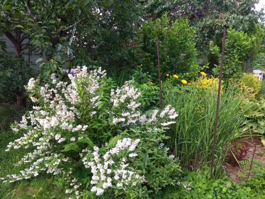 Дейция пурпурная Калмифлора