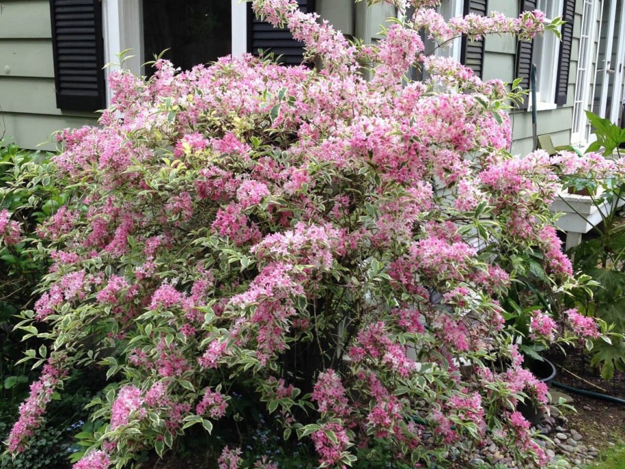 Вейгела Цветущая Вариегата