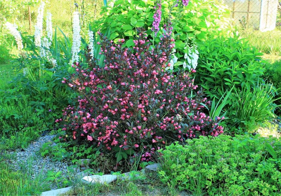 Вейгела Цветущая Александра