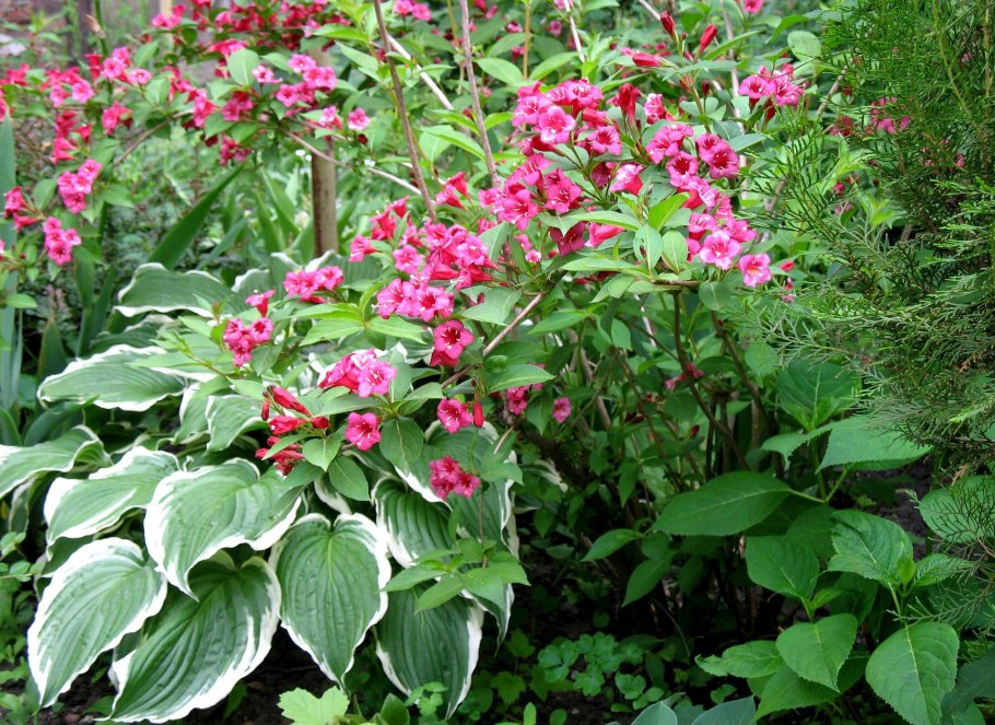 Вейгела на клумбе