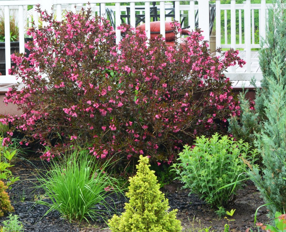 Вейгела марун Свон