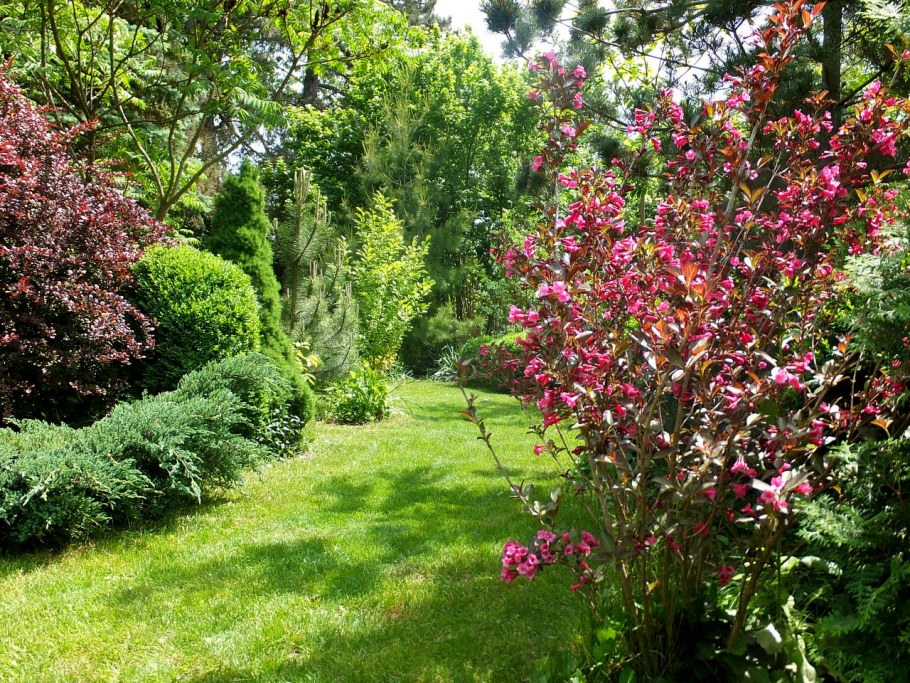 Вейгела Victoria