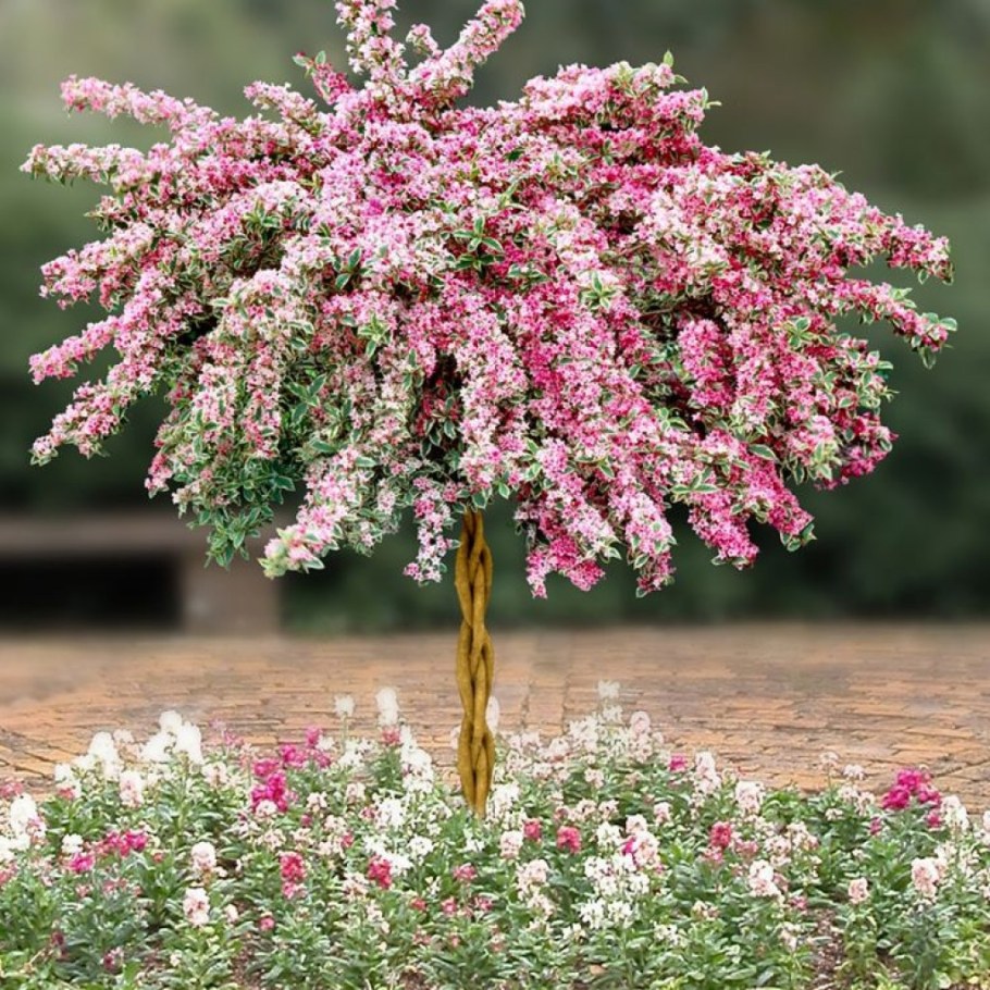 Куст вейгела