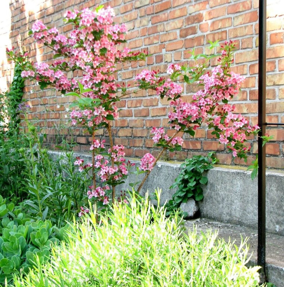Вейгела Александра в клумбе