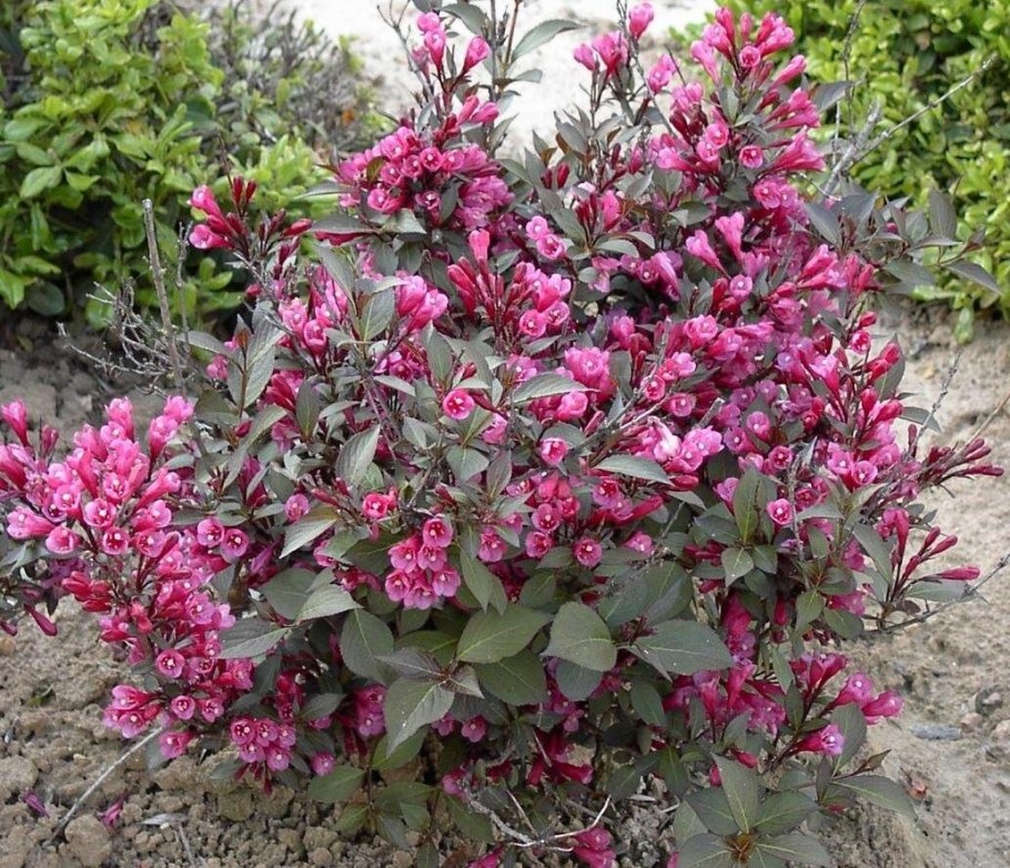 Вейгела Цветущая Нана Пурпуреа