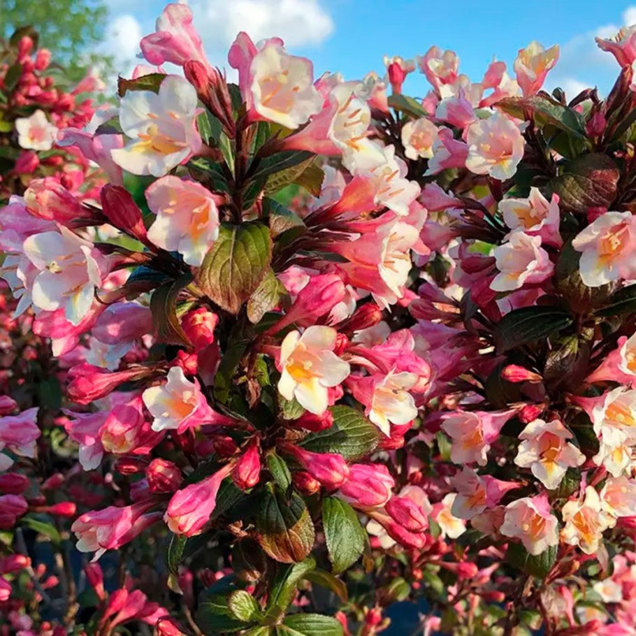 Вейгела черри лав