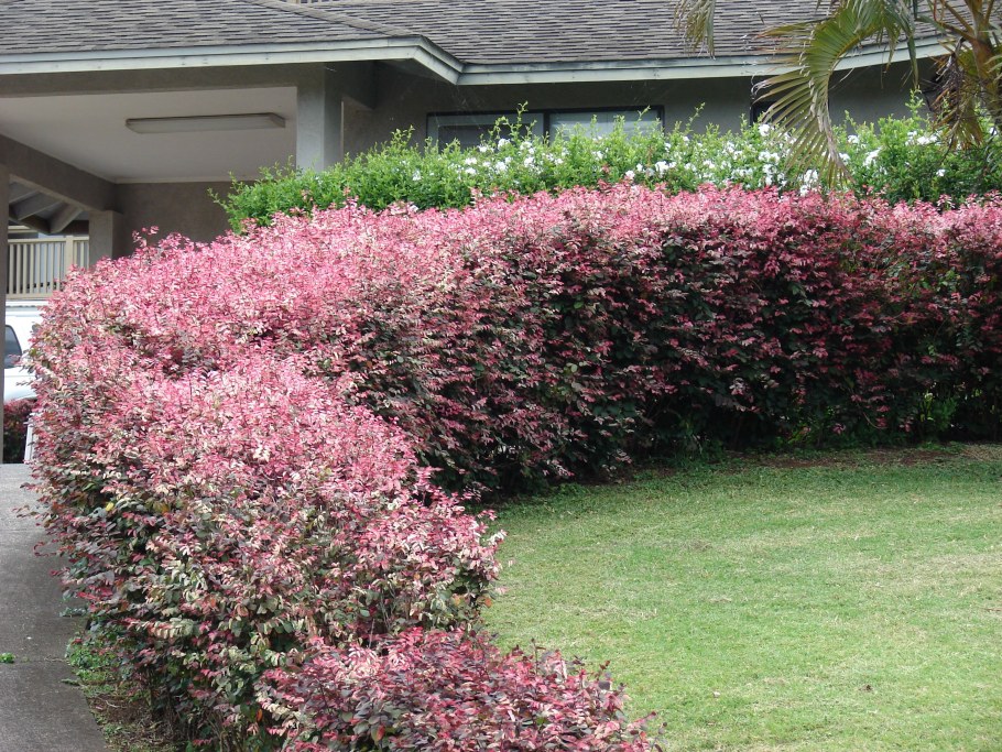 Вейгела кустарник изгородь