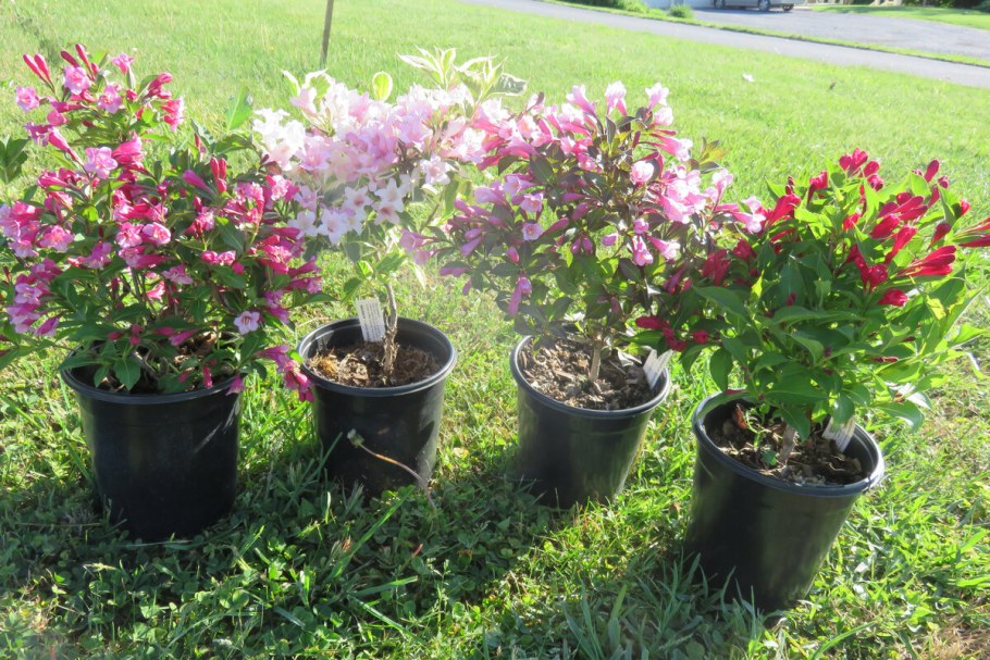 Вейгела Криспа