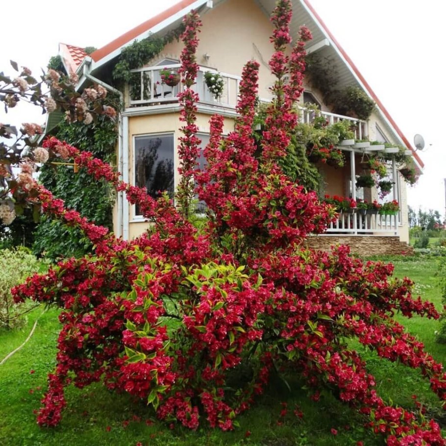 Вейгела Цветущая ева Ратке