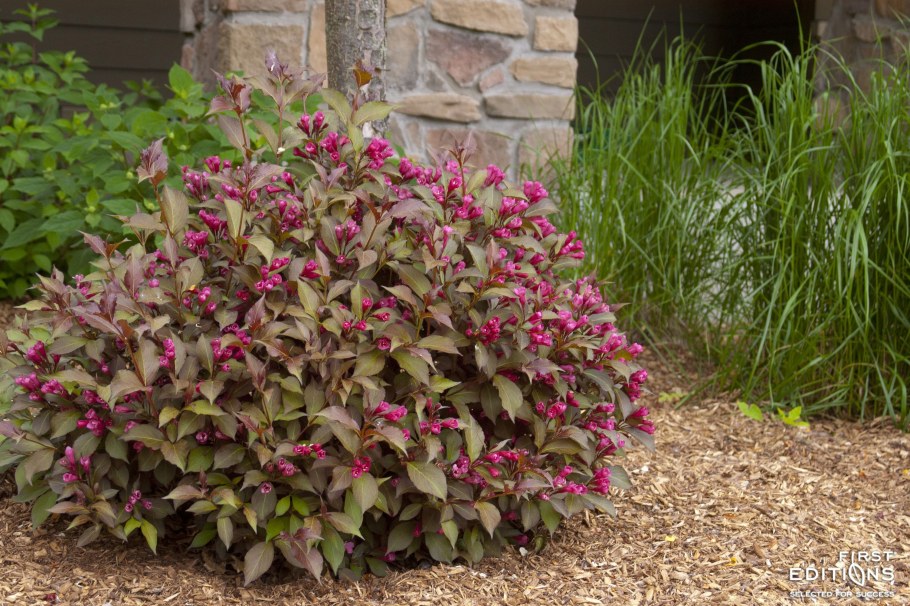 Вейгела Цветущая Minor Black