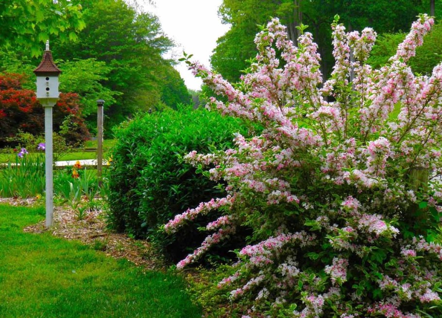 Вейгела марун Свон