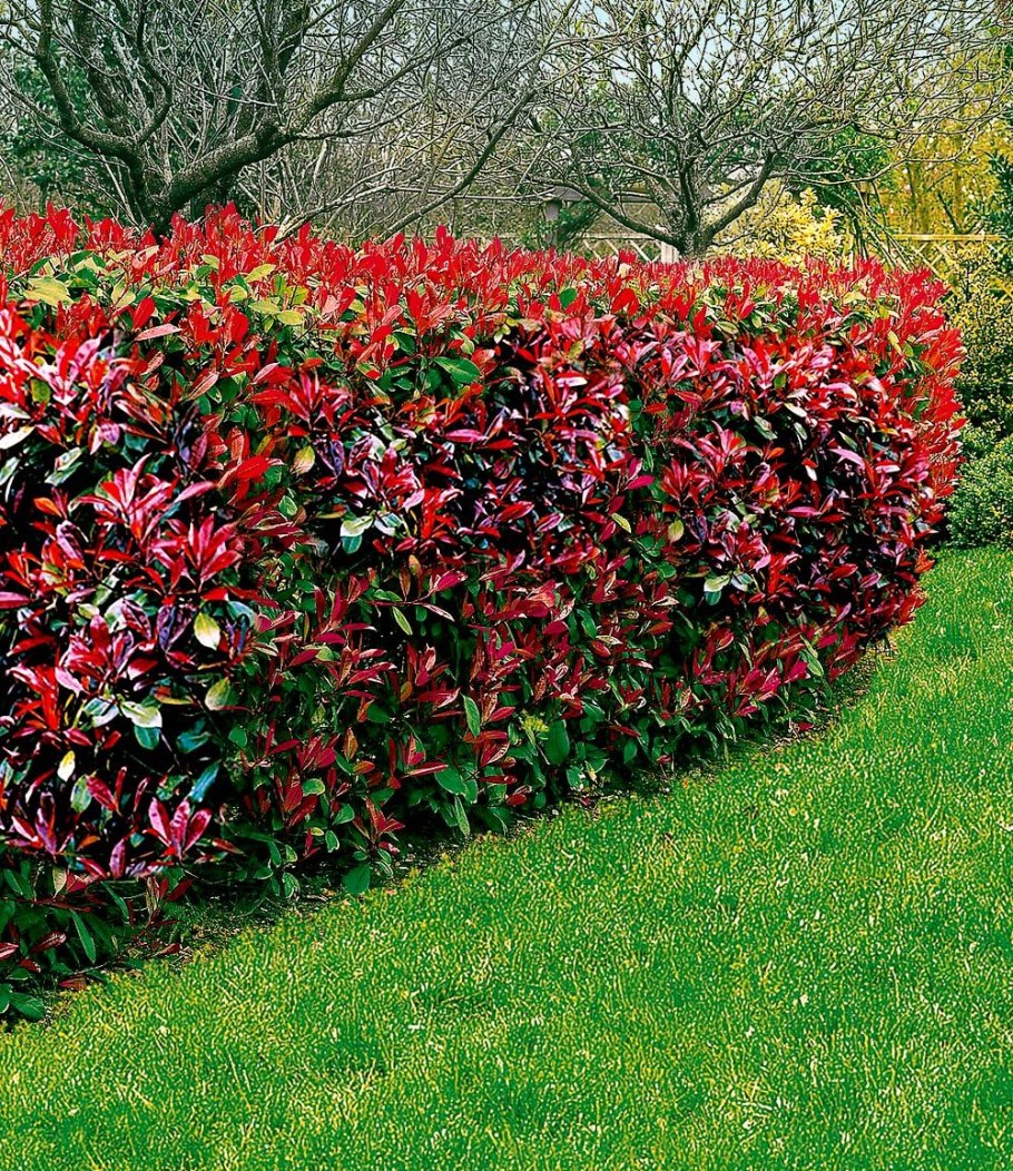 Фотиния краснолистная