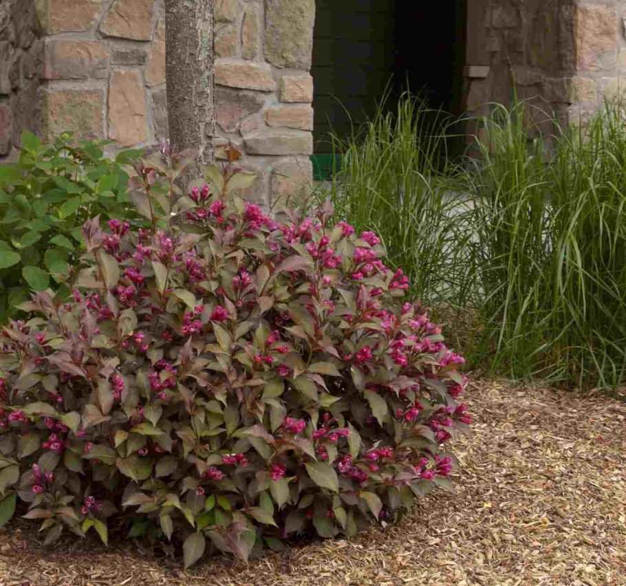 Вейгела и Барбарис