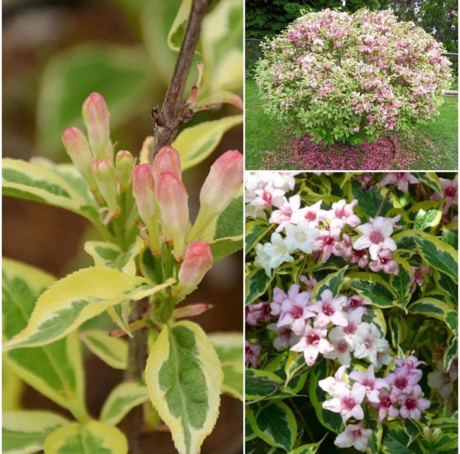 Гортензия вейгела