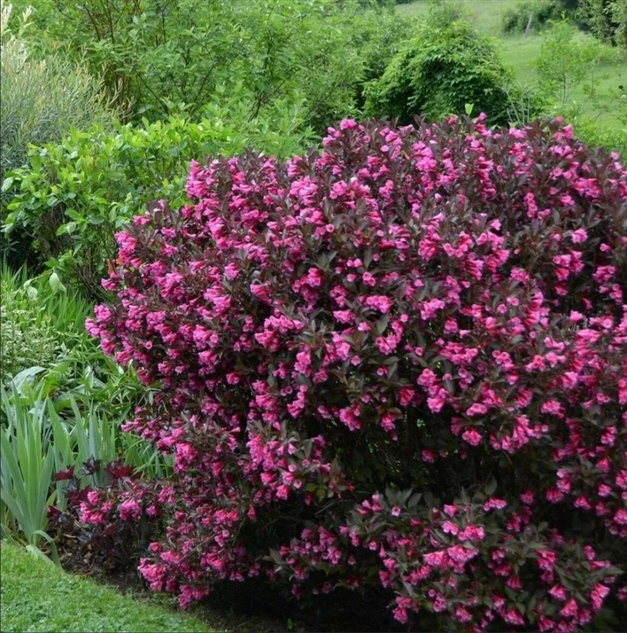 Вейгела Цветущая Нана