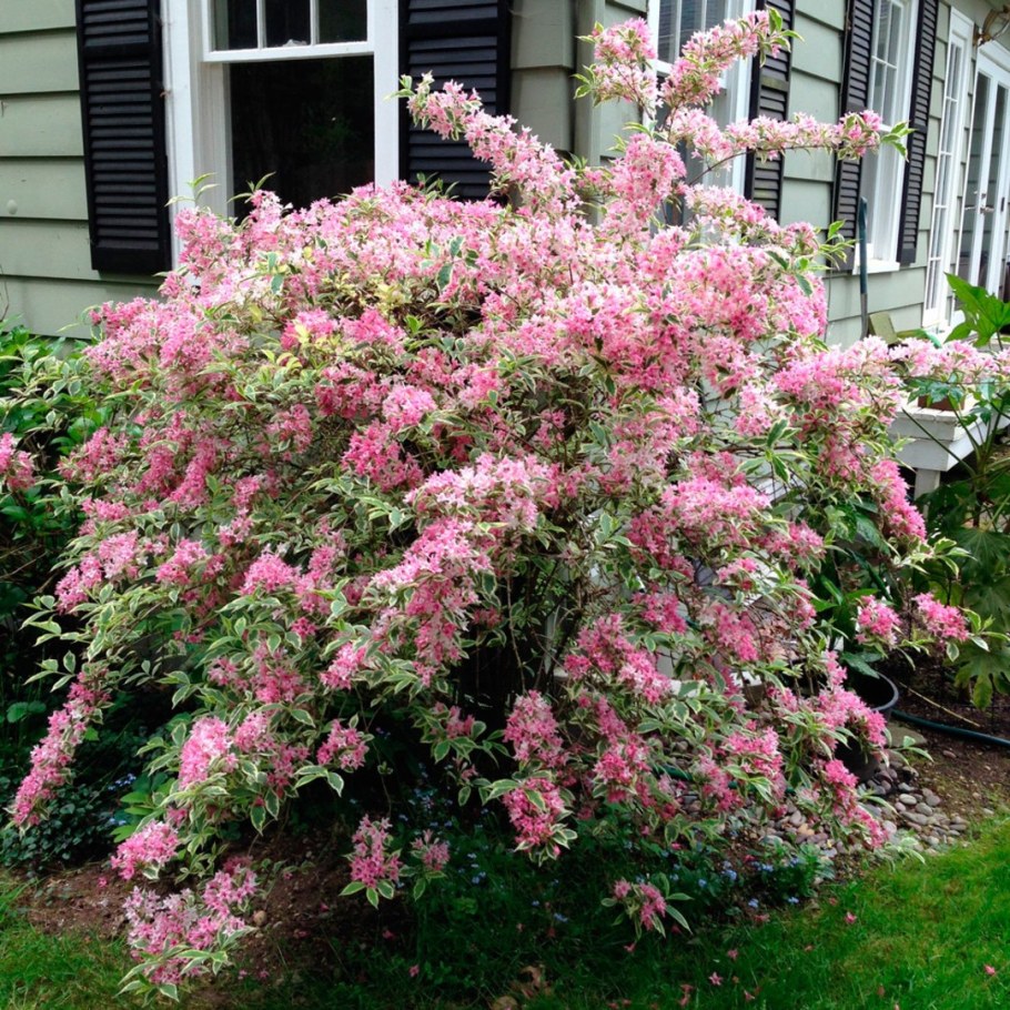 Вейгела Nana variegata